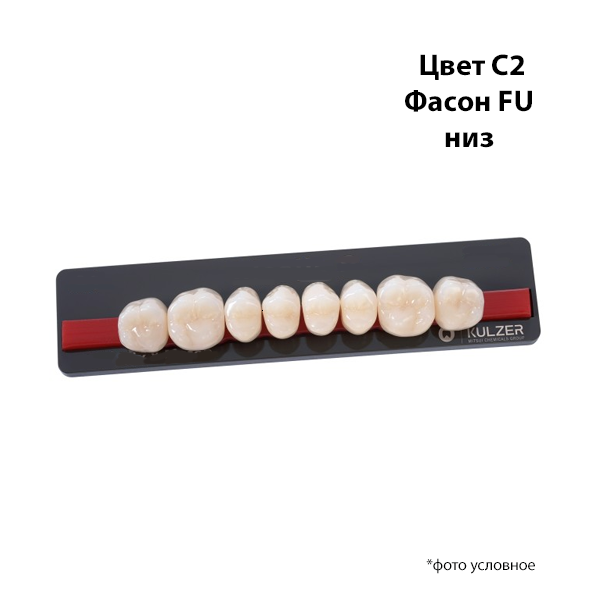 Зубы Basic 8 цвет С2 фасон FU низ купить